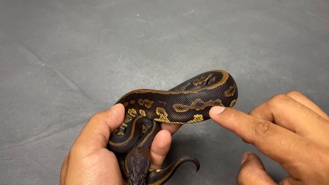 Something Strange Just Happend in My Collection! (Ball Python Unboxing) смотреть онлайн