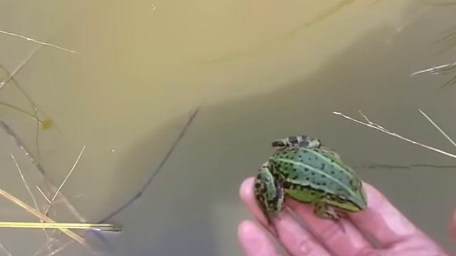 Как ловить лягушек смотреть онлайн