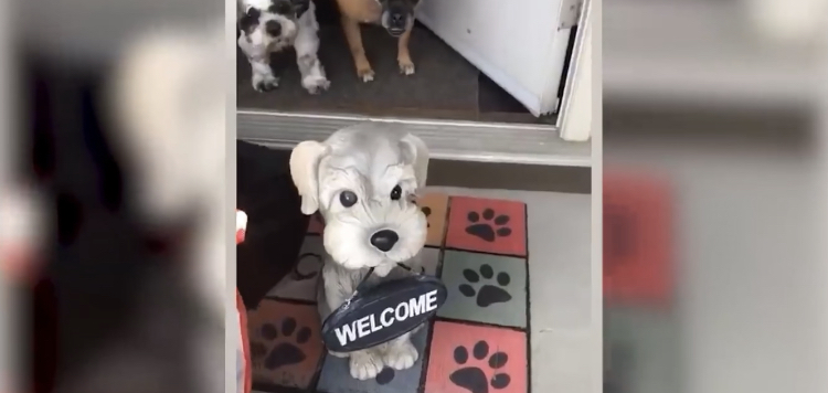 Смех над животными !!!)))