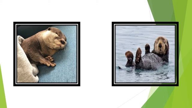 Class 10: Mijbil the Otter | Explanation & Summary | Infinity English смотреть онлайн