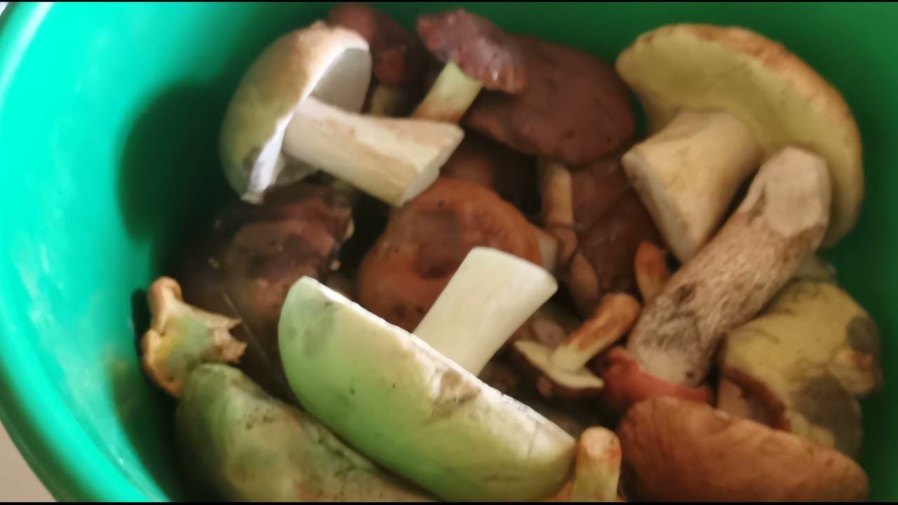 Послепотопный взрыв белых 26 июля 2023 1920х1080