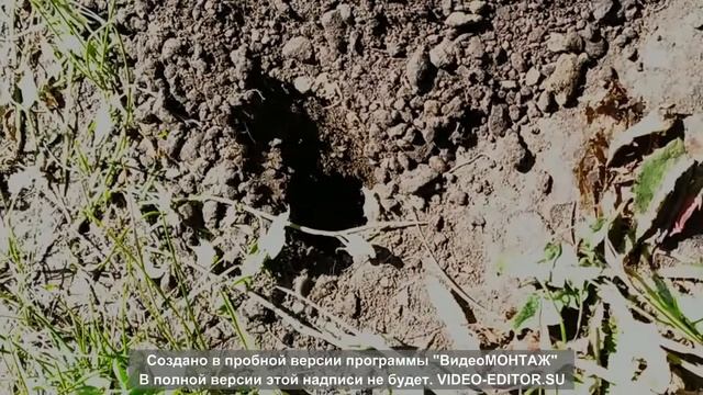 Слепушонка из Красной книги смотреть онлайн