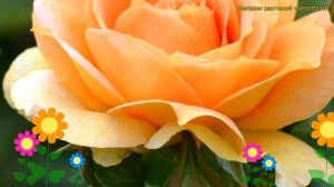 Роза чайно-гибридная Примадонна. Краткий обзор, описание характеристик rosa Prima Donna