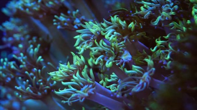 Эксклюзивные виды кораллов ( Relax Coral Reef ) Интернет магазин REEF EXCLUSIVE