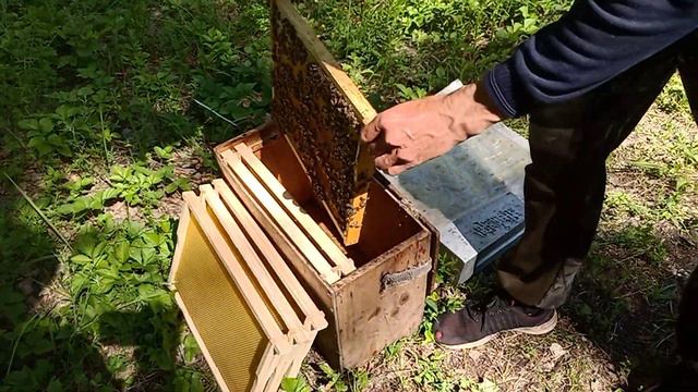 История одного роя. смотреть онлайн