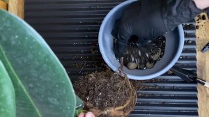 Как пересадить Фикус Робуста за 3 минуты