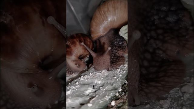 Как едят улитки. Равлик. Ахатін. Ахатин. Achatina fulica. #ахатины #улитка #равлик смотреть онлайн
