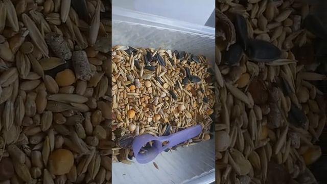 Уход за сирийскими хомячками смотреть онлайн