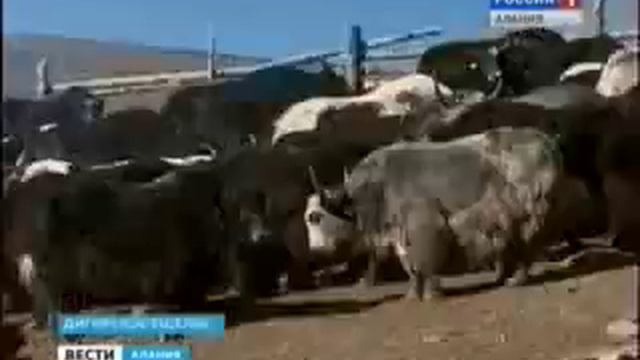 В Осетию завезли горных яков