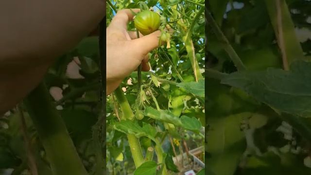 Томат Чёрная Лакомка от #АгрохолдингПоиск #огородники #томаты #огород #тестирование_поиск2022 смотреть онлайн