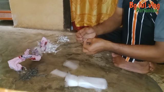 Cara ampuh mengusir lalat buah pada tanaman cabe, cabe rawit смотреть онлайн