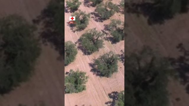 Маслины или оливки? В чём РАЗНИЦА и ПОЛЬЗА. смотреть онлайн