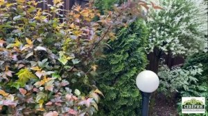 Декоративные кустарники в моем саду