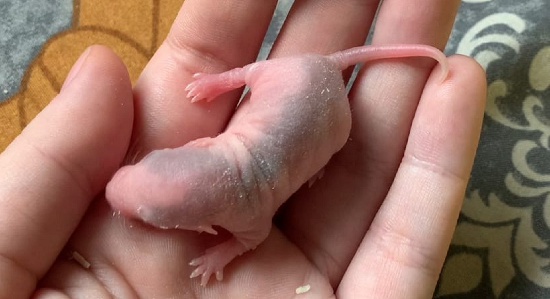 ВЗЯЛА НОВОРОЖДЕННОГО КРЫСЕНКА НА РУКИ! смотреть онлайн