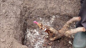 Эффективные способы прививки винограда, детали, нюансы.