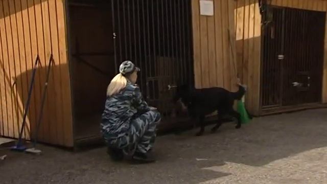 Сегодня в России отмечается День кинологических подразделений МВД