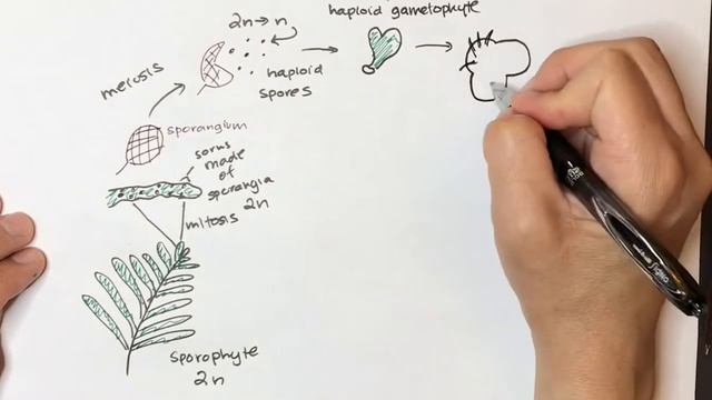 Fern life cycle смотреть онлайн