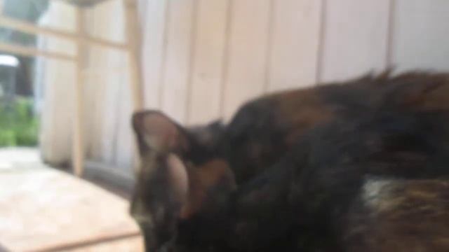 #Кошки на даче смотреть онлайн