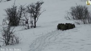 Охота с Подхода на Дикого Кабана