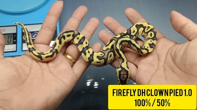 Breeding Ball Python : Project Double Recessive Morph смотреть онлайн