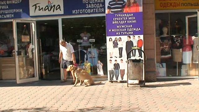 Общий курс дрессировки (ОКД) смотреть онлайн
