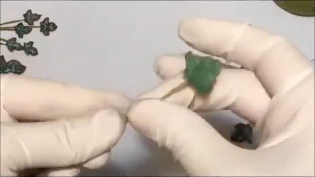 Плющ из сахарной мастики смотреть онлайн