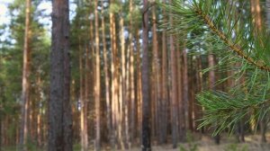 Пение птиц в лесу весной. Звуки весеннего утра