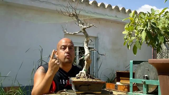 Trabajando un Ficus comercial смотреть онлайн
