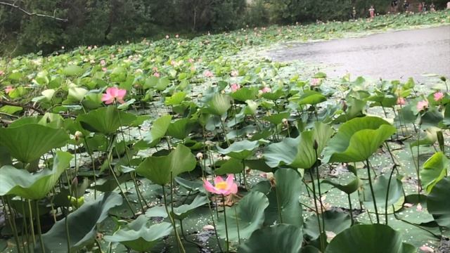 ВелоЛотосы 2020 смотреть онлайн