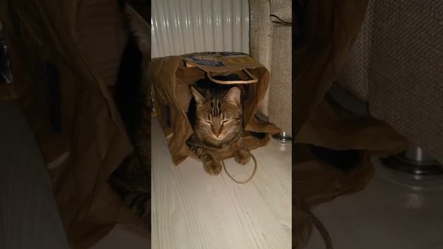 #eva Мой?пушистый друг?#tiktok #adam.mp4