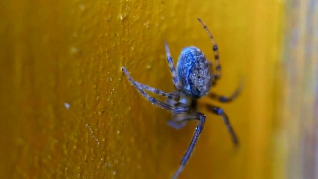 Spider Facts: What Is A Spider? | Animal Fact Files