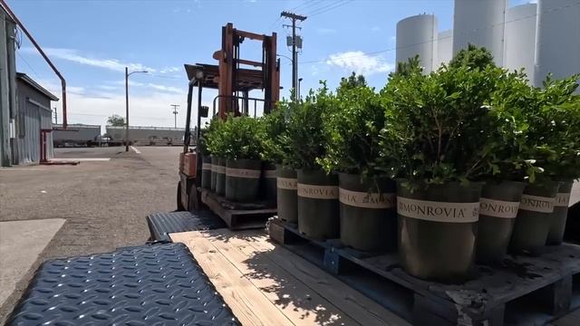 Brick Patio Update Tour, Boxwood Load, & Lots of Random Garden Projects! ??? // Garden Answer смотреть онлайн