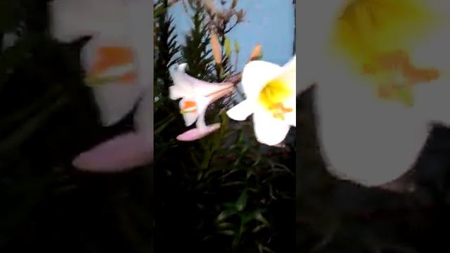 2017 год, мои любимые лилии. Снимала для подруги смотреть онлайн