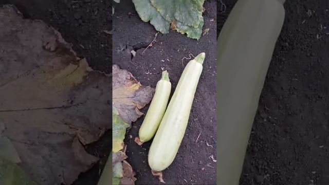 Сборка Перца смотреть онлайн