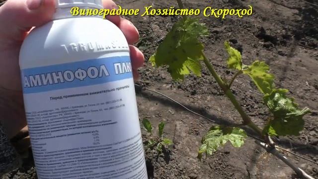 Первая обработка винограда от вредителей смотреть онлайн