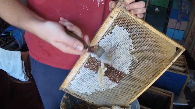 Вилка для распечатки сот или нож? смотреть онлайн