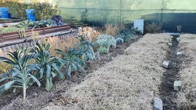 Моя ревакцинация и огородные "подвиги". Обработка сада перед зимой и подготовка огорода к зиме. смотреть онлайн