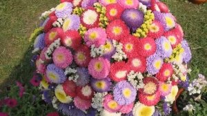 Как выращивать астры - Выращиваем рассаду астры