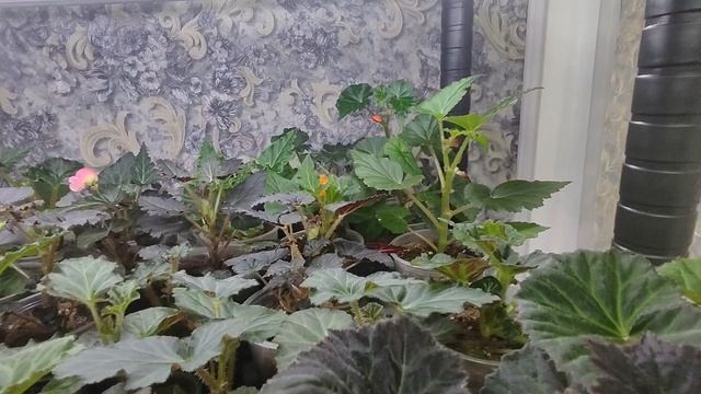Обзор цветения клубневой бегонии.Бегония из семян. Махровые цветы бегонии. Рассада бегонии 4.5 мес. смотреть онлайн
