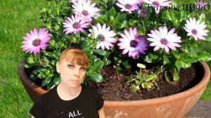 АРКТОТИС Цветок НЕОБЫЧАЙНОЙ красоты растет у тебя ПАЛИСАДНИКЕ!!!