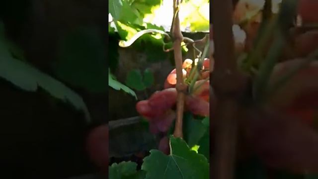 Виноград: сорт "Сенсация" (без коментарів) смотреть онлайн