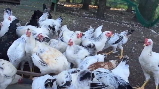 Юрловские голосистые 4месяца смотреть онлайн