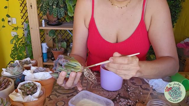 Plantando más de 15 Suculentas nuevas de colección / Jardín Suculento смотреть онлайн