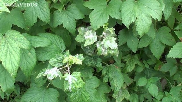 Болезни Смородины, Мучнистая Роса на Смородине Меры Борьбы. смотреть онлайн