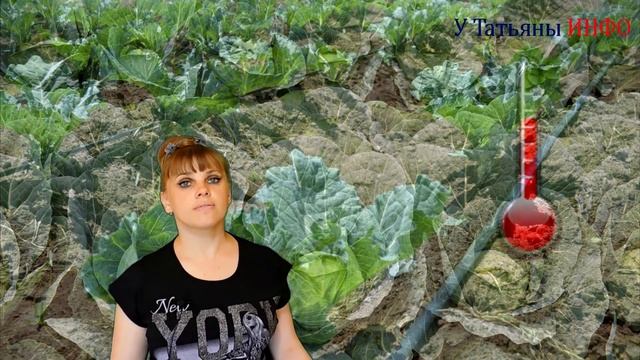 Как устранить незавязку капусты? Причины почему не завязывается капуста. смотреть онлайн