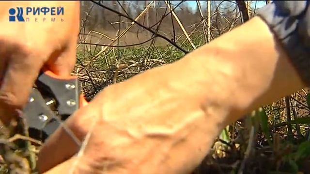 Зеленый участок. Весенний уход за спаржей смотреть онлайн