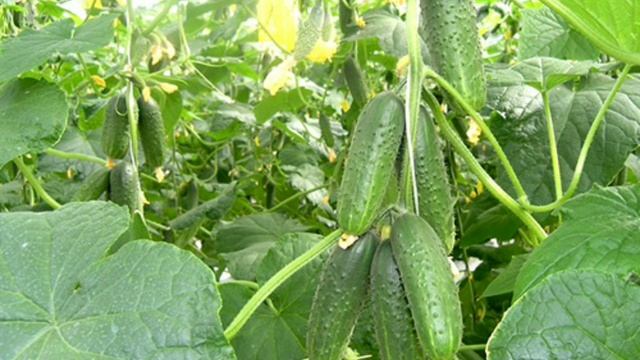 Самые урожайные огурцы 2023