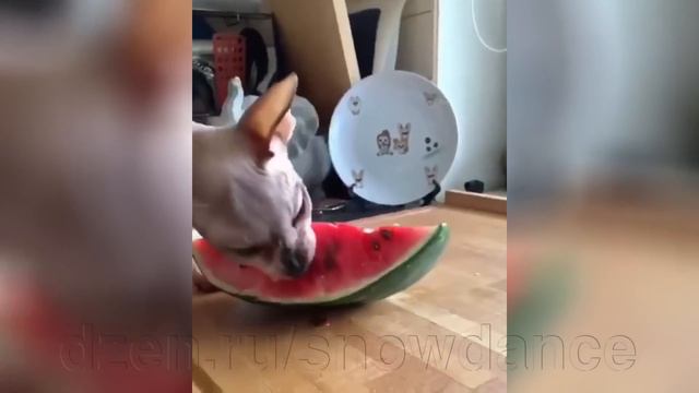 Видеонарезка "Смешные кошки" смотреть онлайн