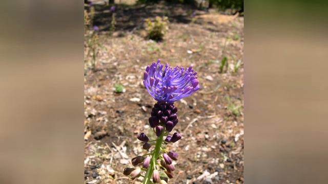 ЛЕОПОЛЬДИЯ (LEOPOLDIA) сем. Гиацинтовые смотреть онлайн