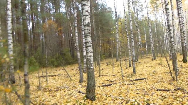 2015 10 26 Березовая роща осенью Joined смотреть онлайн